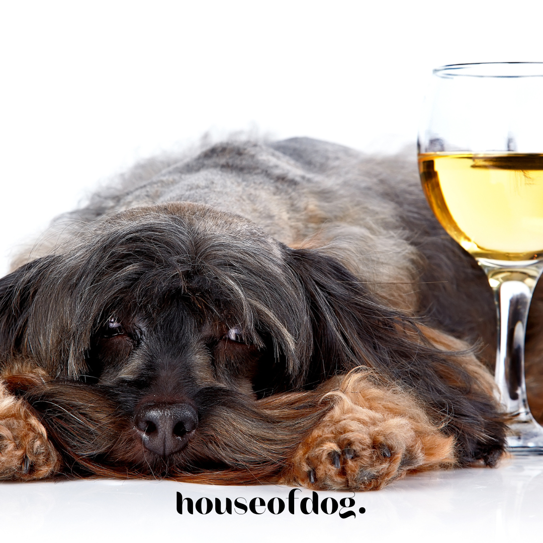 cute dog next to glass of wine to match blog post about why houseofdog dpg fragrances are alcohol free