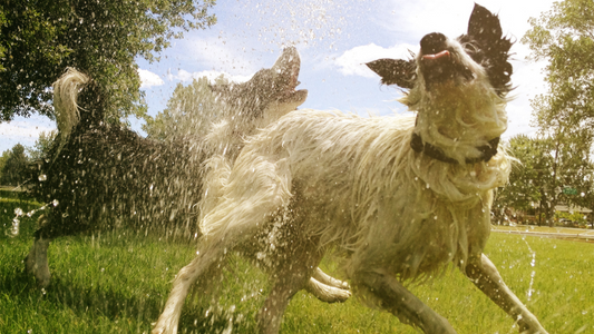 cute happy dogs having the best time playing with a sprinkler hose cooling down