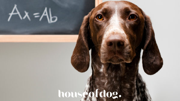 cute German Shorthaired pointer dog in front of a chalkboard to accompany an education blog post by houseofdog about the essential dog slang terms as a dog owner