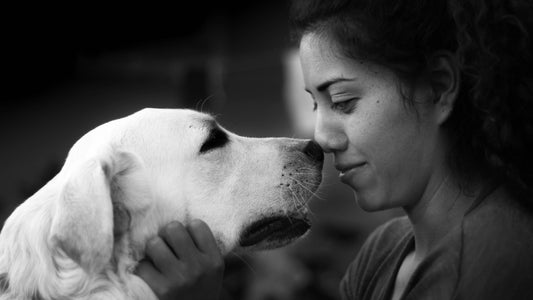 a stunning image of a woman and her labrador bonding and looking into each others eyes