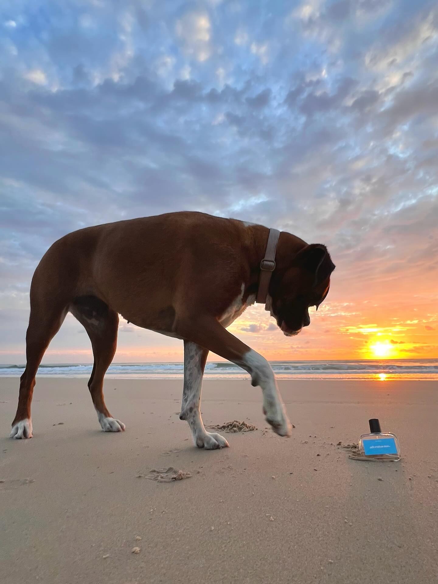 adventurous. breezy dog perfume
