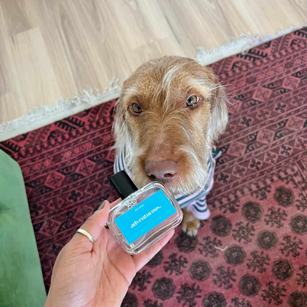 cute dog sniffing bottle of adventurous dog perfume by houseofdog. safe luxury dog fragrance