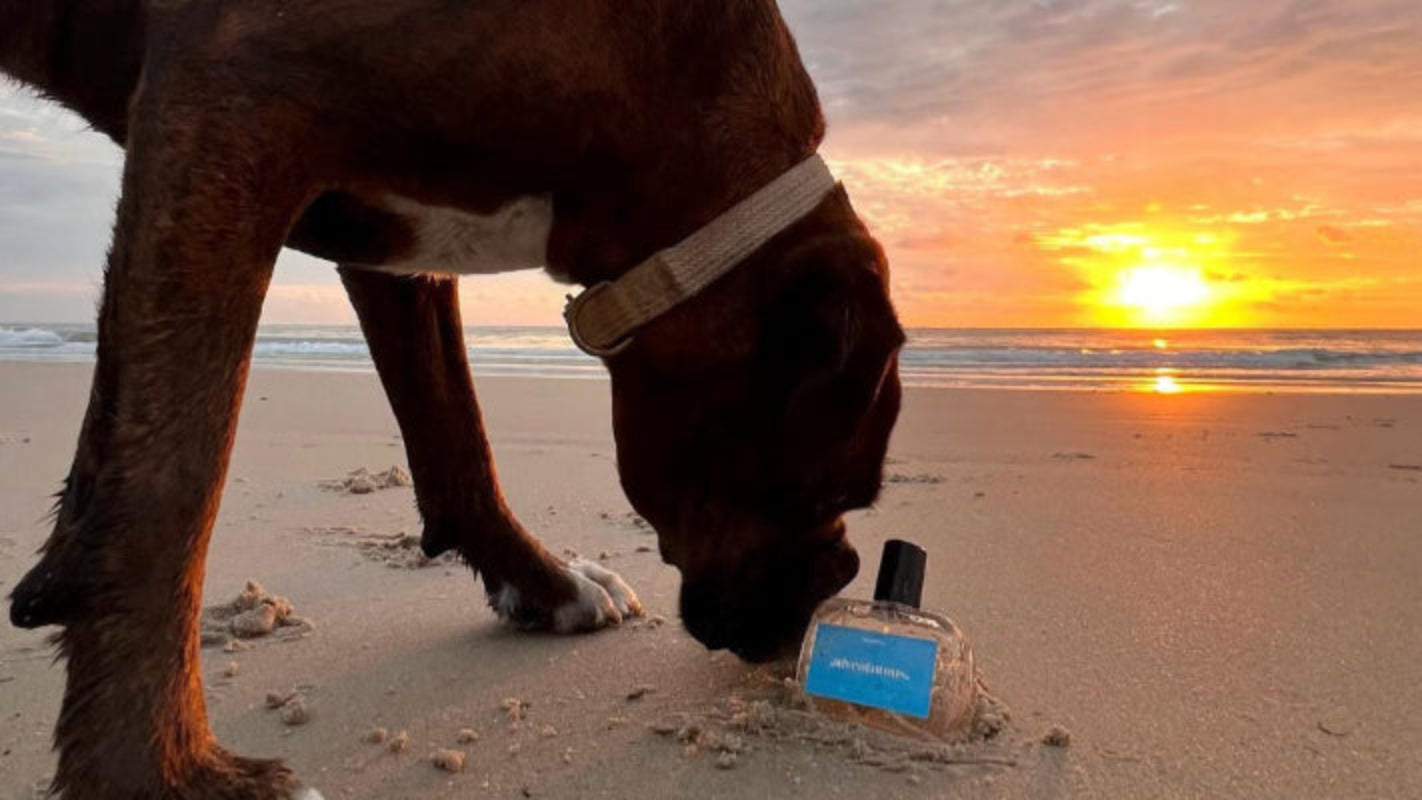 beautiful boxer sniffing dog perfume