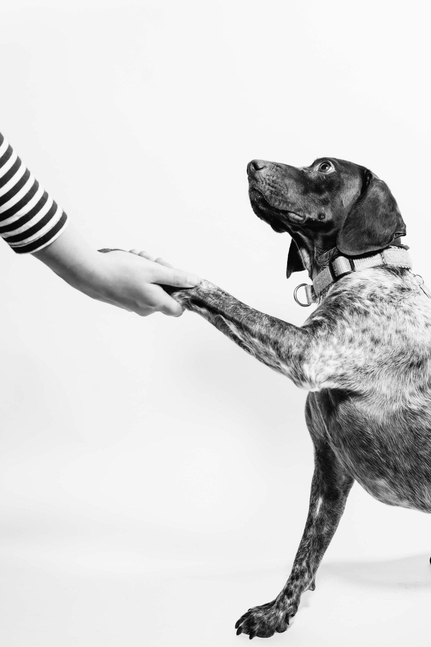 Dog Shaking Hand