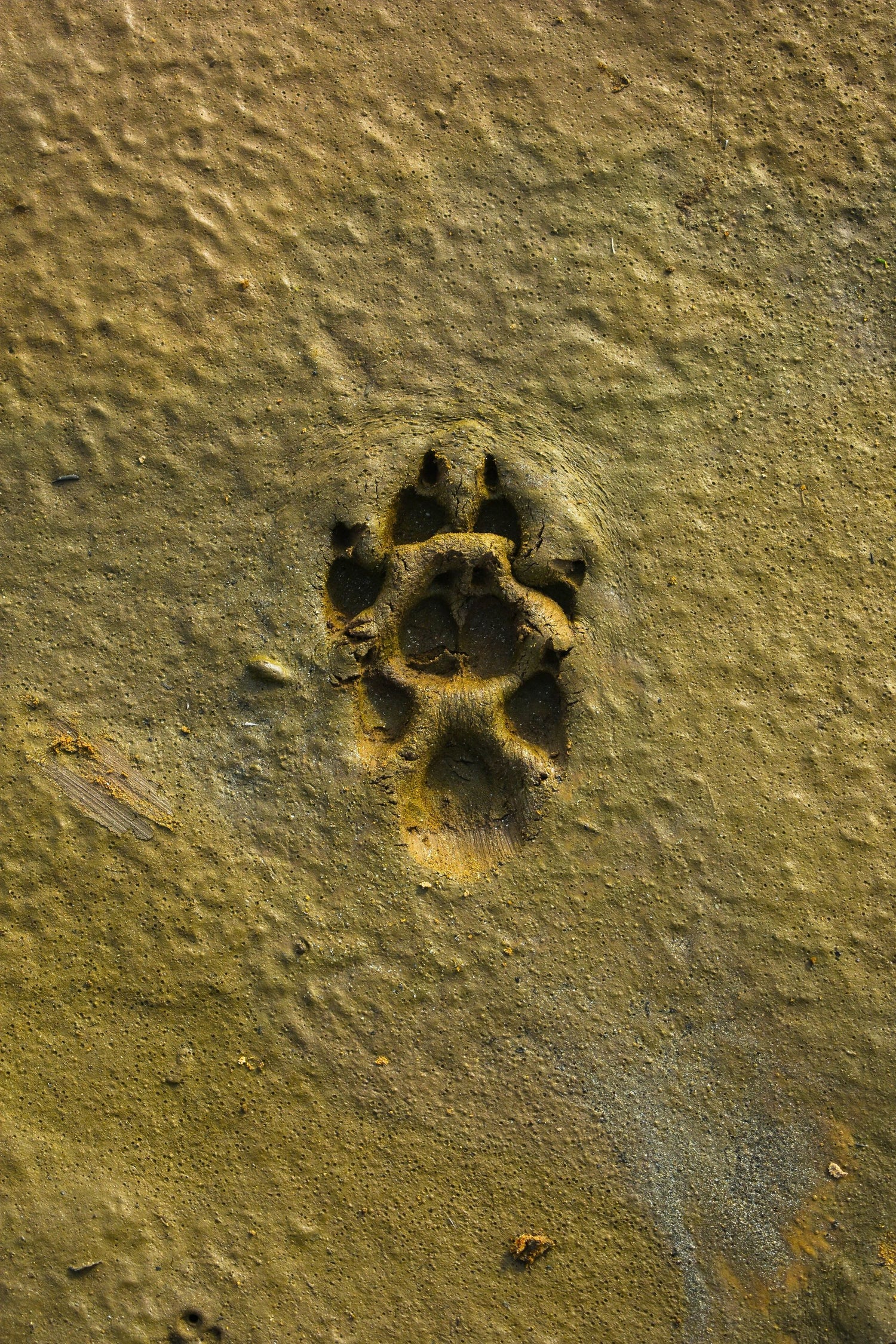 Paw Print