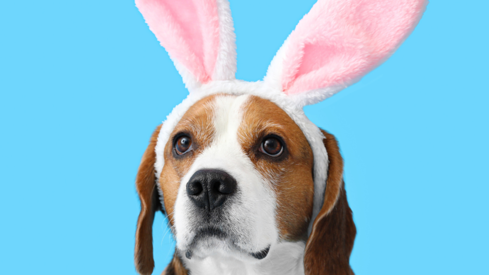 Can dogs eat chocolate? A crucial reminder ahead of Easter why chocolate is a no-go for dogs