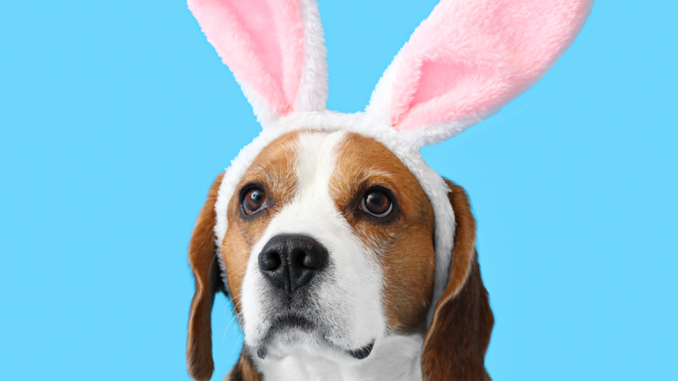 cute dog wearing Easter Bunny ears to accompany a blog post about the dangers of chocolate for dogs 