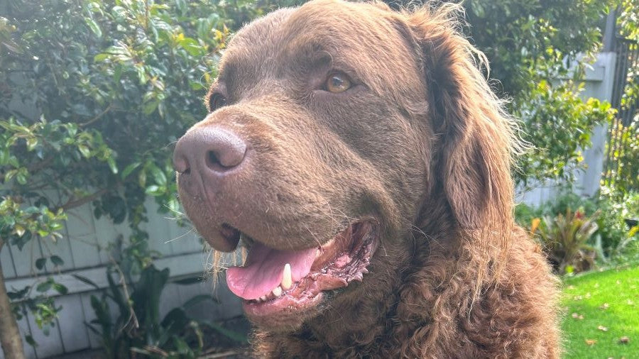 a gorgeous picture of Ralph, the Chesapeake Bay Retriever and inspiration for the brand houseofdog