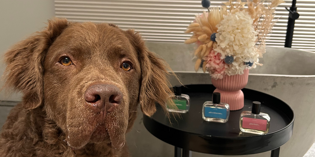 How Often Should You Bathe Your Dog? (And Why I Don’t Bathe Ralph)