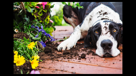 picture of a cute dog that has dug up a flower pot to accompany a blog post by houseofdog about hidden dangers of natural foods plant and scents that are toxic for dogs