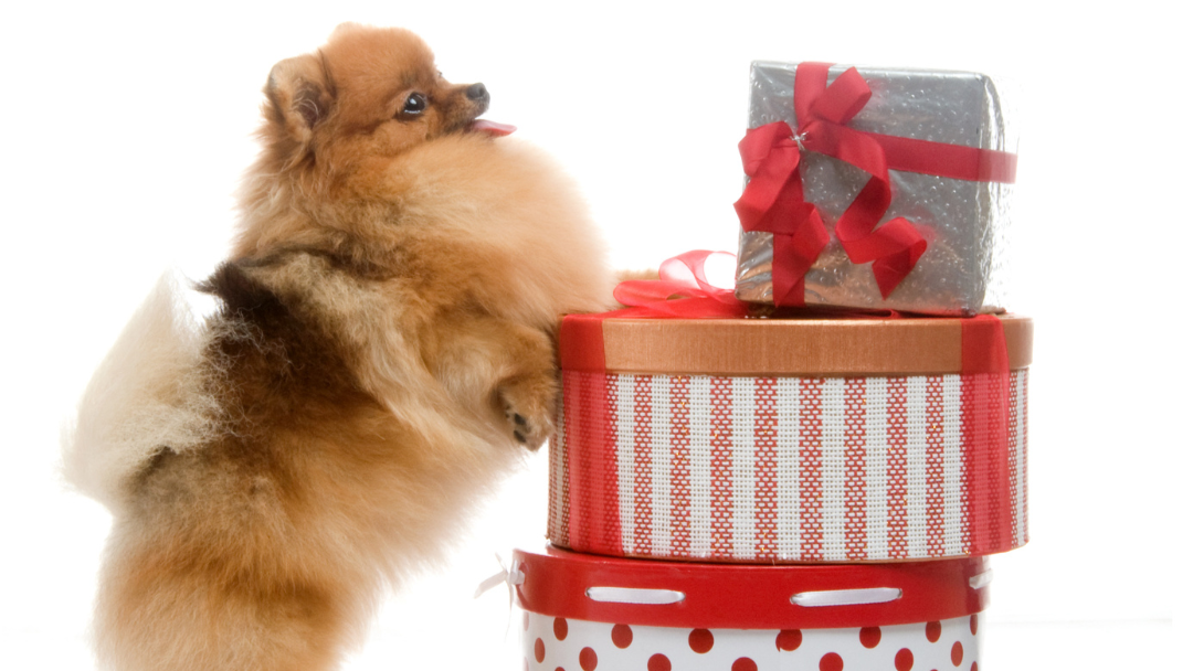 cute dog with a tower of presents to accompany houseofdogs gift guide for dog owners