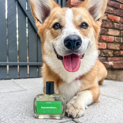 cute smiling corgi dog with harmonious fragrance for dogs by houseofdog. safe luxury dog fragrance