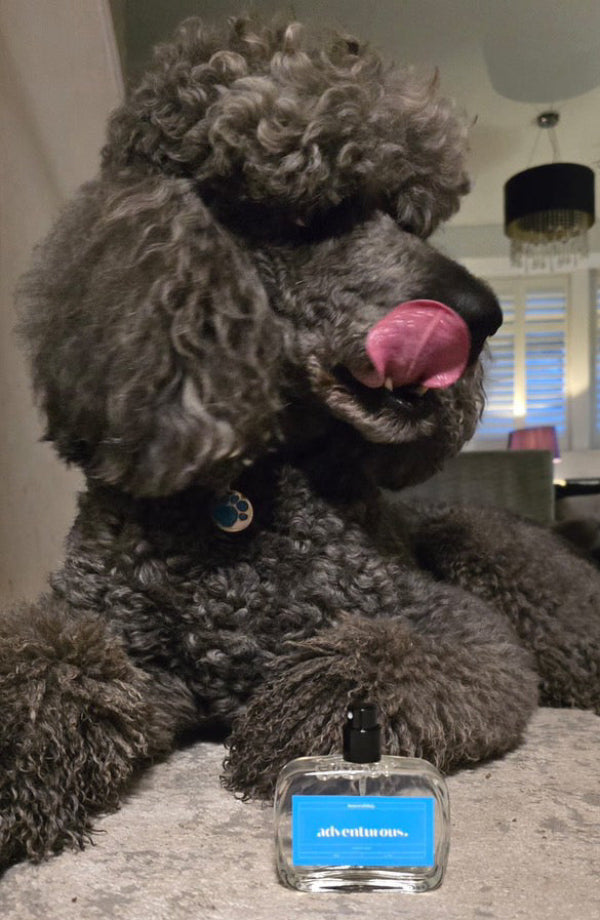 cute poodle sticking tongue out with dog perfume