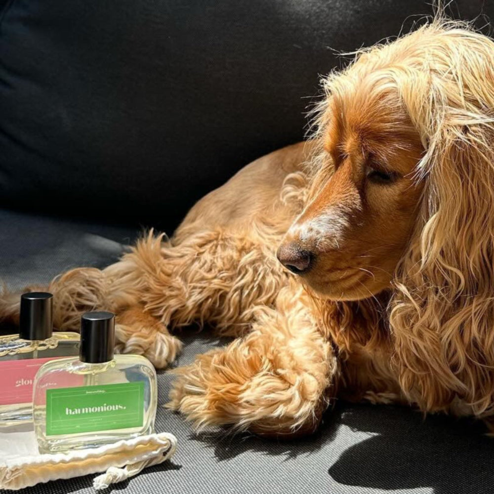 beautiful cocker spaniel dog posing with dog perfumes by houseofdog. safe luxury dog fragrance