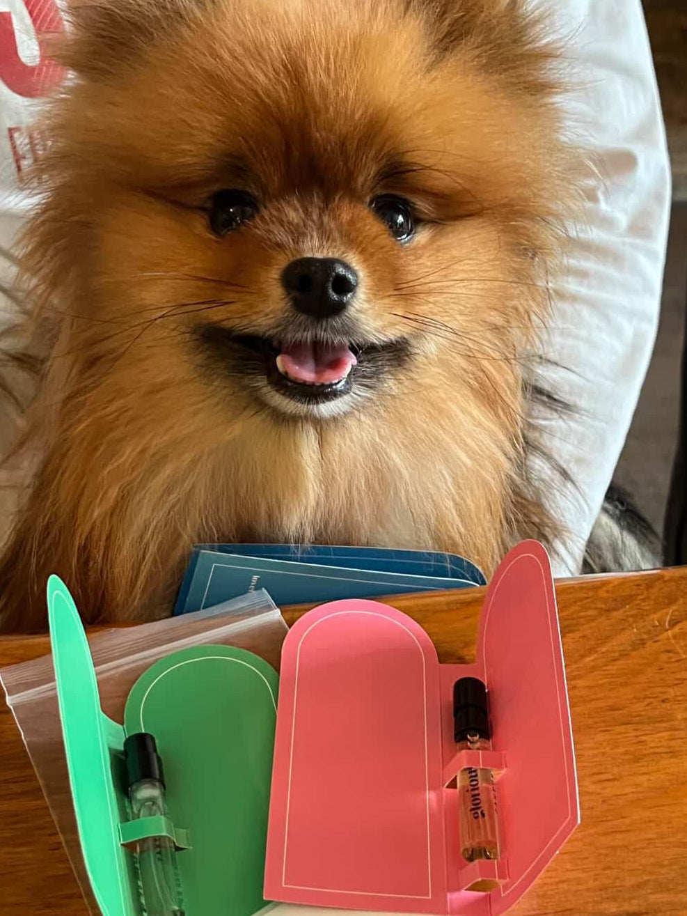 cute smiling dog with sample pack of dog perfumes