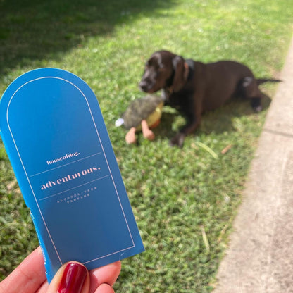 cute dog in the background and a sample of houseofdog adventurous dog perfume in the foreground