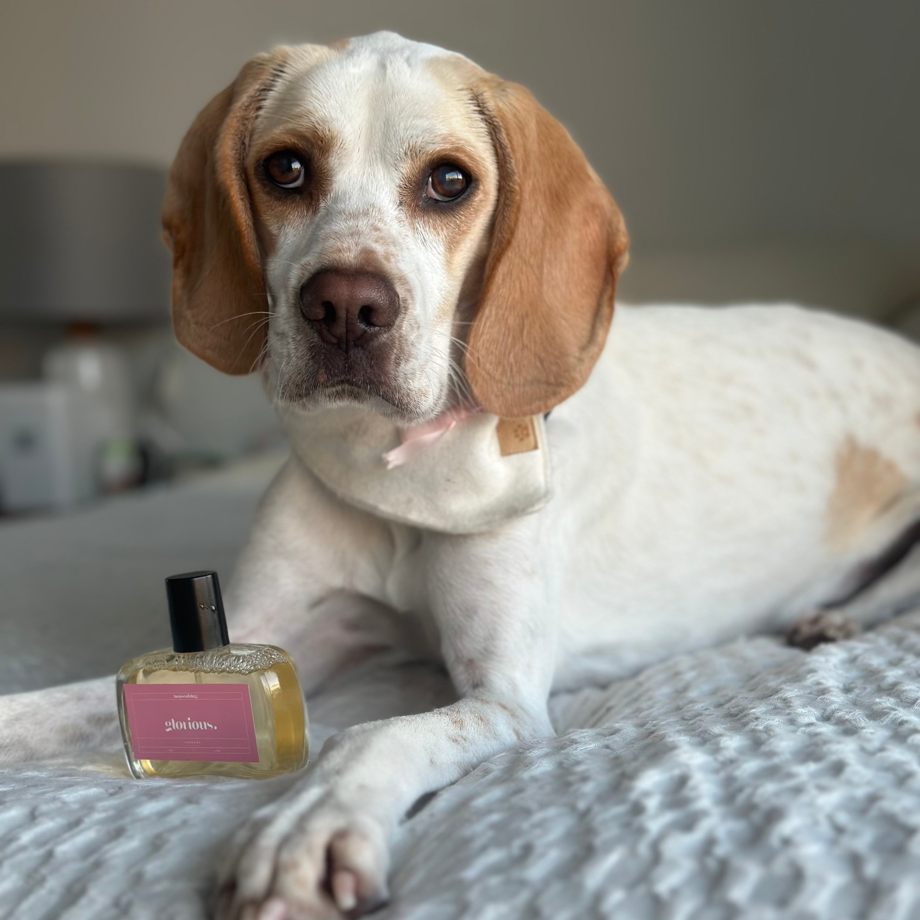Dog lying on a bed with a bottle of perfume next to it