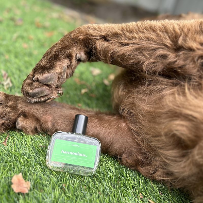 harmonious. woody dog perfume