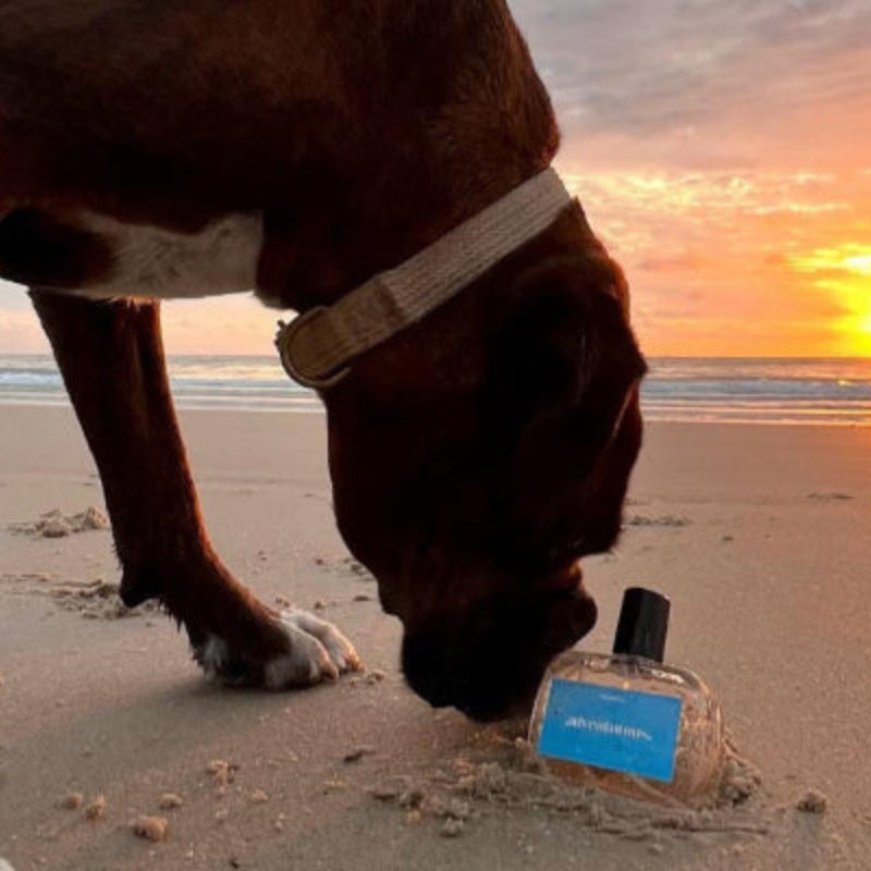 beautiful boxer sniffing dog perfume