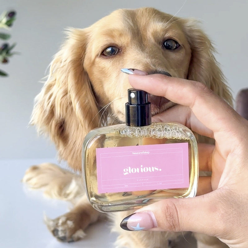 glorious.       floral dog perfume