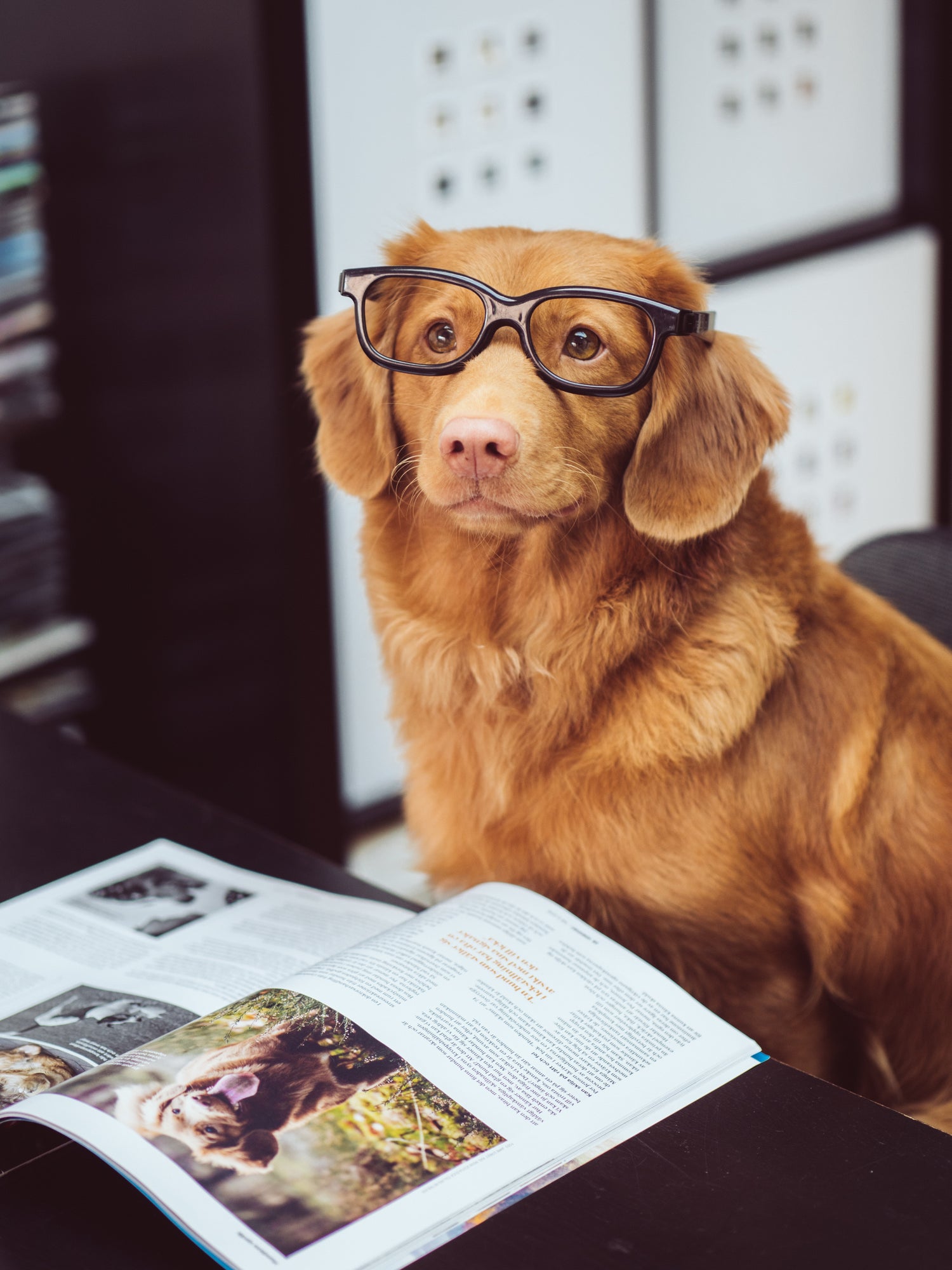 Dog Wearing Glasses | Our Furlosophy at houseofdog